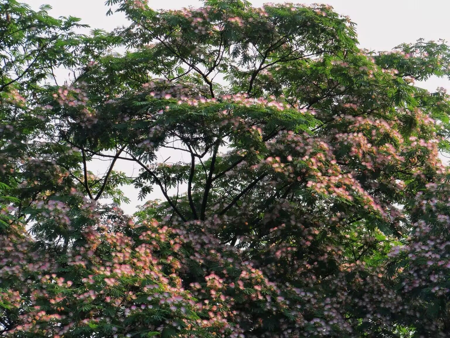 81C035168D5C3B45F24CE00E84812679.jpg